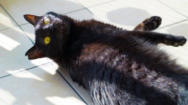 Sarı gözlü sevimli siyah kedi, güneş ışığı altında yerde yatıyor..