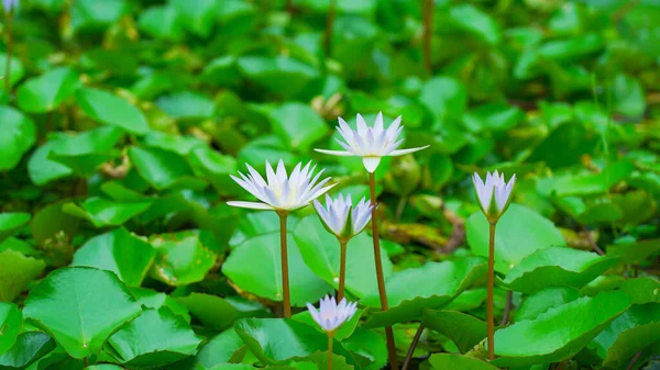 Gölette beyaz nilüfer çiçeği (Nelumbo nucifera)