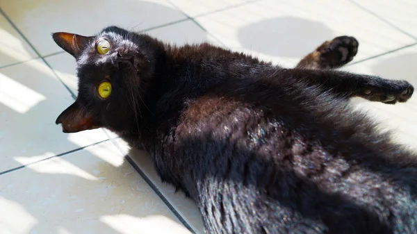 Lindo Gato Negro Con Ojos Amarillos Acostado Suelo Bajo Luz —  Fotos de Stock