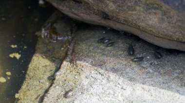 Deniz hamamböceği (Ligia oceanica), aynı zamanda deniz slater olarak da bilinir, kayaların gölgelerinde bir araya gelir.