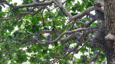 Halk parkındaki ağaçlara tünemiş kaya güvercinleri.