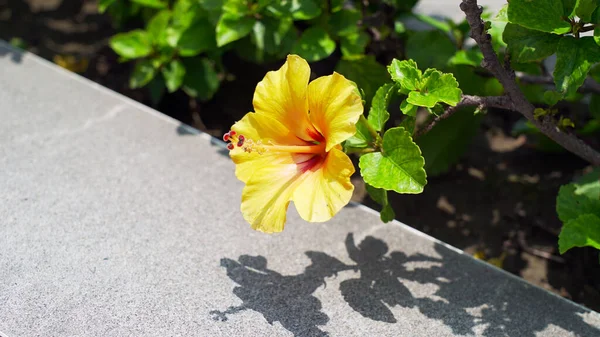 Güneş Işığı Zarafeti: Sarı çiçeğin gölgeleri, Hibiscus rosa-sinensis