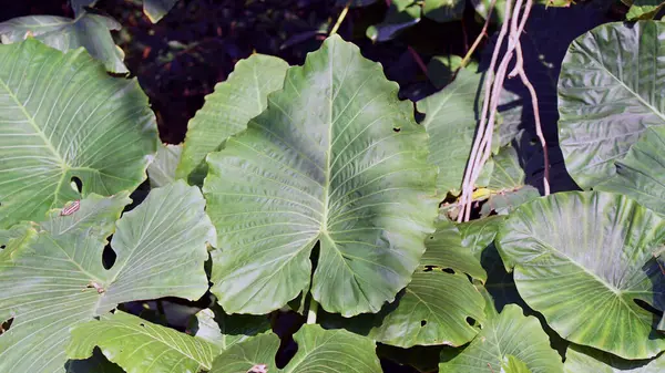 Alocasia odora, aynı zamanda dev fil kulağı Asya tarosu ve gece kokulu zambak olarak da bilinir.