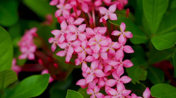 Ixora coccinea (çiçek). Chethi çiçeği orman alevi, orman sardunyası, pendkuli ya da orman alevi olarak da bilinir..