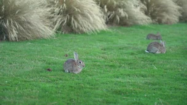 Wilde Kaninchen Als Schädlinge Neuseeland — Stockvideo