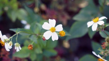 Bidens Alba 'nın Yakın Çekimi: Yeşil Arkaplanda Beyaz Çiçekler