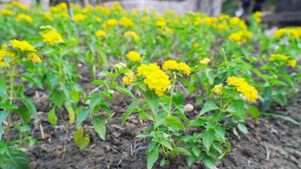 Bahçede çiçek açan sarı lantana (Lantana camara). Lantanalar renkli çiçeklerle ünlüdür..