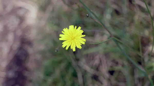 Hypochaeris radicata 'nın sarı çiçeği (Hypochoeris radidicata) de ascatsear, flatweed, kedi kulağı, kıllı kedi kulağı veya ahtapot olarak bilinir.