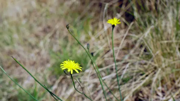 Çimenlerdeki sarı katalizör çiçeği - katsear (Hypochaeris radicata)