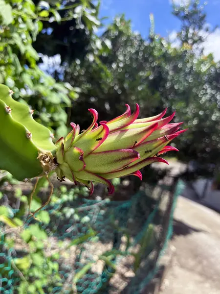 Karıncalı taze ejderha meyveli Bud. Pitaya çiçeğinin yakın görüntüsü