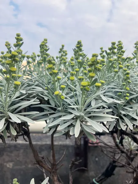 Çin Wormwood (Crossostephium chinense), Seremban olarak da bilinir.
