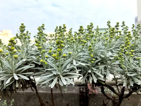 Çin Wormwood (Crossostephium chinense), Seremban olarak da bilinir.