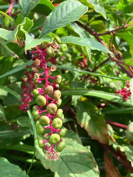 Pokeweed 'e (Phytolacca americana) yakın çekim, açık mor-pembe bir gövdeye sarkık yeşil yapraklarla çevrili yeşil böğürtlen kümesidir..