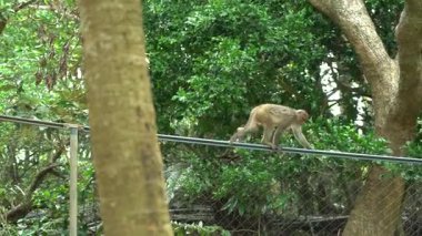 Tayvan Macaque (Formosan kaya maymunu) orman bölgesinde bir çitin üzerinde yürüyor