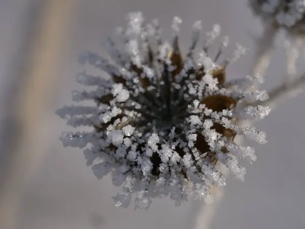 Frozen Flower Winter — Stock Photo, Image