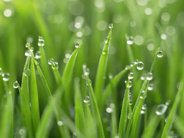 Färsk Dagg Gräset Närbild — Stockfoto