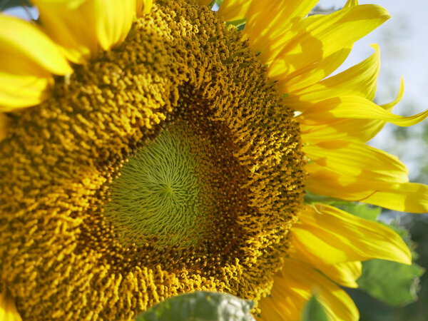 beautiful sunflower close - up view