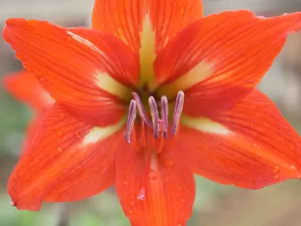 Красивый Красный Цветок Лилии Саду — стоковое фото