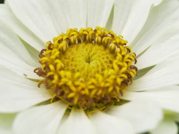 White Flower Close — Stock Photo, Image