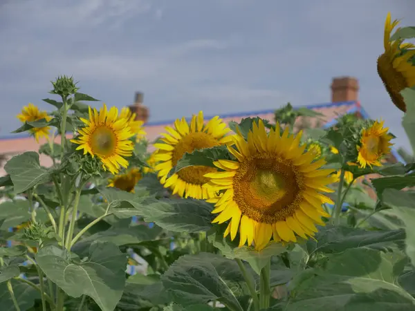 Соняшники Фоні Блакитного Неба Літній День — стокове фото