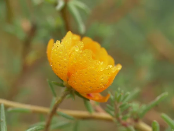 Indah Bunga Kuning Taman — Stok Foto