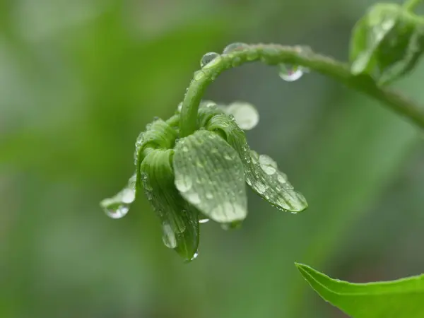 Grön Växt Med Daggdroppar — Stockfoto