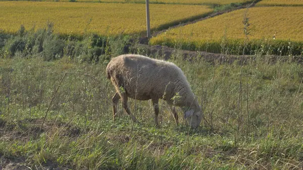 Koyun Tarlada — Stok fotoğraf