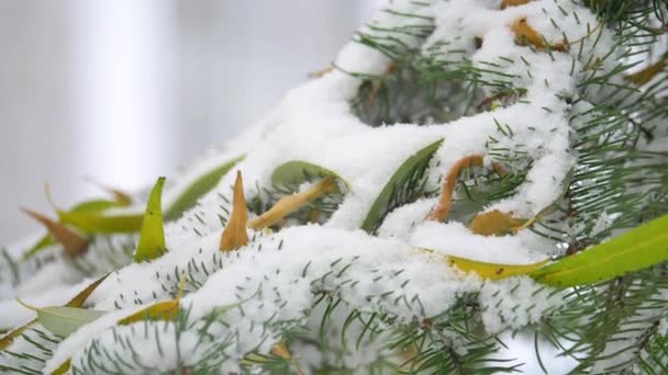 Snow Covered Pine Branches Winter — Stock Video