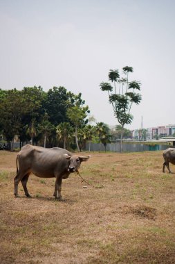 Kuru çimlerde bufalo, ağaçlar ve gökyüzü gün boyunca arka planda. Tarlada duran bufaloların yan görünüşü