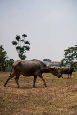 Kuru çimlerde bufalo, ağaçlar ve gökyüzü gün boyunca arka planda. Tarlada duran bufaloların yan görünüşü