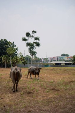 Kuru çimlerde bufalo, ağaçlar ve gökyüzü gün boyunca arka planda. Tarlada duran bufaloların yan görünüşü