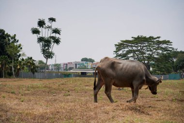 Kuru çimlerde bufalo, ağaçlar ve gökyüzü gün boyunca arka planda. Tarlada duran bufaloların yan görünüşü