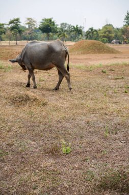 Kuru çimlerde bufalo, ağaçlar ve gökyüzü gün boyunca arka planda. Tarlada duran bufaloların yan görünüşü