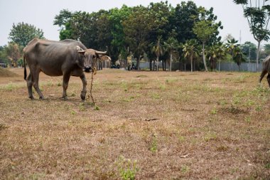 Kuru çimlerde bufalo, ağaçlar ve gökyüzü gün boyunca arka planda. Tarlada duran bufaloların yan görünüşü