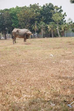 Kuru çimlerde bufalo, ağaçlar ve gökyüzü gün boyunca arka planda. Tarlada duran bufaloların yan görünüşü
