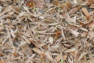 Kuruyan yaprakların arka planı, yukarıdan görünüyor. Sahadaki kurumuş bitkilerin tam kare görüntüsü.