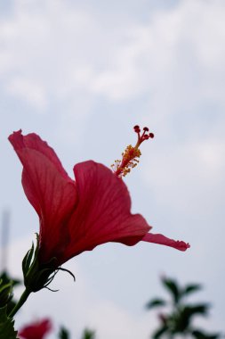 Güzel yaprakları olan kırmızı trompet çiçekleri, yakından görülüyor.. 