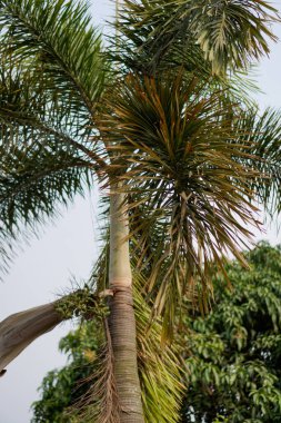 Gökyüzü arka planında güzel palmiye ağaçları, yandan görünüyor. 