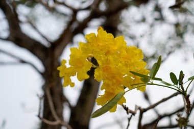 Tabebuia aurea çiçekleri ağaç gövdesinde sarıdır ve açık bir gökyüzüdür..