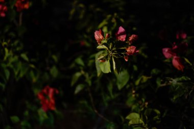 Gece kırmızı pamuk çiçekleri, lamba ışığında, yan taraftan görülebiliyor. Kırmızı çiçekli bitkinin yakın çekimi