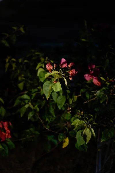 Gece kırmızı pamuk çiçekleri, lamba ışığında, yan taraftan görülebiliyor. Kırmızı çiçekli bitkinin yakın çekimi