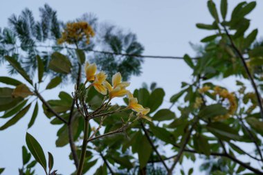 Aşağıdan görülebilen yeşil frangipani çiçekleri, öğleden sonra güzel bir gökyüzü arkaplanı. Gökyüzüne karşı çiçekli bitkinin düşük açılı görüntüsü