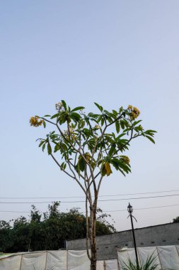 Aşağıdan görülebilen yeşil frangipani çiçekleri, öğleden sonra güzel bir gökyüzü arkaplanı. Gökyüzüne karşı çiçekli bitkinin düşük açılı görüntüsü