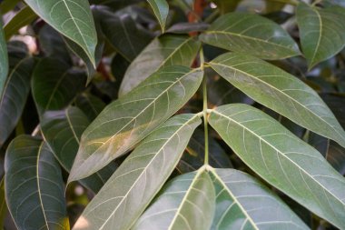 Yapraklardaki boşluklardan yansıyan güneş ışığıyla birlikte güzel yapraklar. Gökyüzüne karşı taze yeşil bitkilerin yakın çekimi