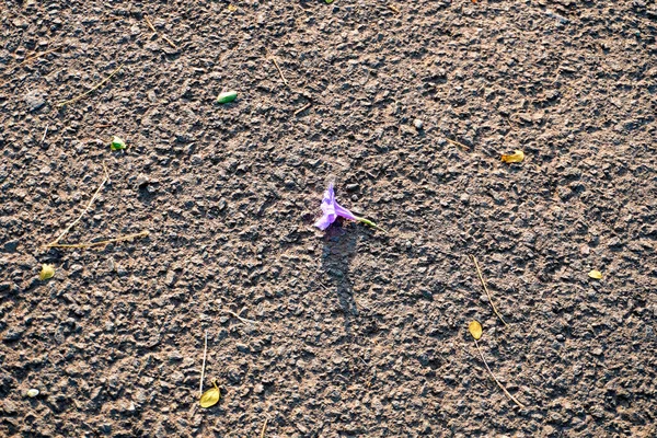 Fleurs Violettes Couchées Sur Sol Texturé — Photo