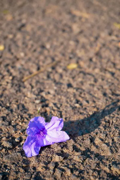 Фиолетовые Цветы Лежат Текстурированном Полу — стоковое фото