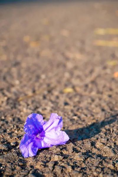 Фіолетові Квіти Лежать Текстурованій Підлозі — стокове фото
