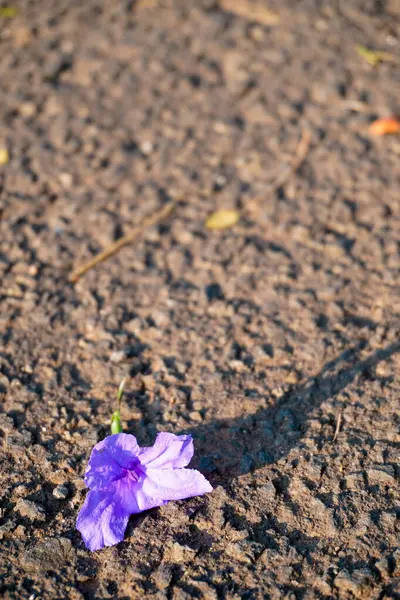 Fleurs Violettes Couchées Sur Sol Texturé Images De Stock Libres De Droits