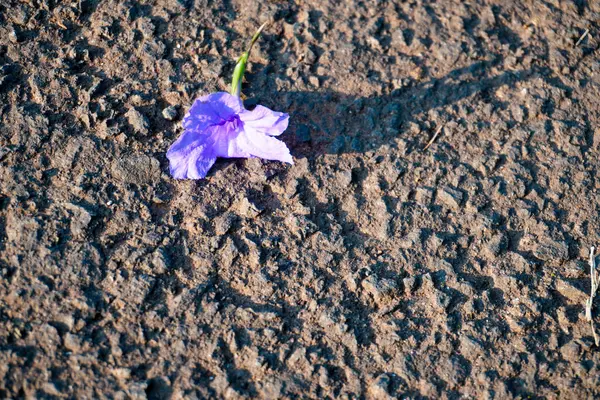 Purpurowe Kwiaty Leżące Teksturowanej Podłodze Zdjęcie Stockowe
