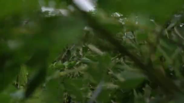 Třesoucí Listy Stromu Zblízka Vidět Vyhlídkou Směřující Obloze — Stock video